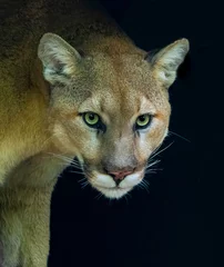 Fotobehang Endangered cougar or puma stares directly into camera © Jo
