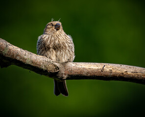 Sleepy female house finch about to take a nap