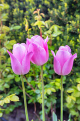 Slender spring tulips bloomed outdoors in the spring garden. Close-up.