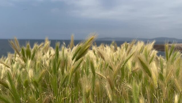 Close up view spikelets of wheat swaying in the wind. Calm grass background. Slow motion