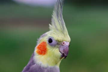 Beautiful photo of a bird. Ornithology.Funny parrot.Cockatiel parrot.
Home pet yellow bird.Beautiful feathers.Love for animals.Cute cockatiel.Home pet parrot.A bird with a crest.Natural color.
memes.