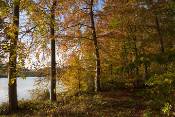 Wald am See im Herbst