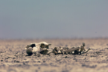 dead animal bones lying in the desert