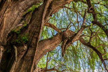 &Aacute;rbol del Tule - Cabeza de Venado