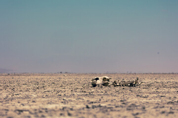 dead animal bones lying in the desert