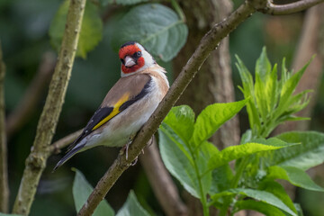 Goldfinch full of beauty and color