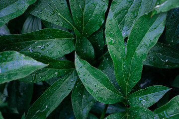 Rain drops on the green leaves, after rain