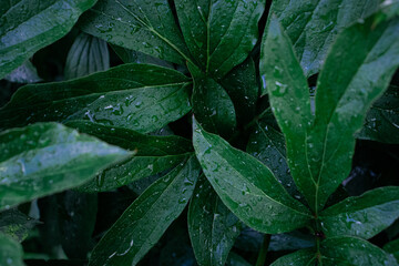 Fototapeta premium Rain drops on the green leaves, after rain