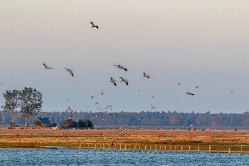 Landschaftidyll mit Kranichen am Bodden vor Zingst.