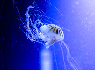 jellyfish in the water