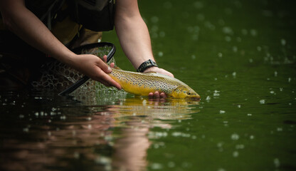 Fishing. Fisherman and trout,brown trout flyfishing. - obrazy, fototapety, plakaty