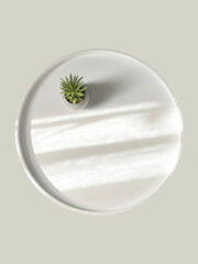 Green succulent in a pot with shadows on  beige background, copy space. Design mockup for product presentation background for branding in Japanese style with white stone hand and dry flower