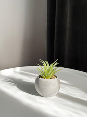Fresh sunny summer green leaves in vase in sunshine with shadows on white wall, wood white table, copy space.