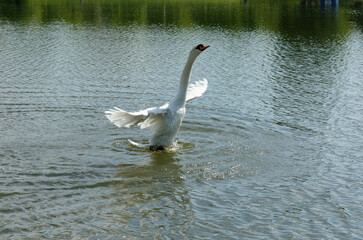 swan on the lake