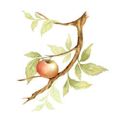 Apple branch. Fruit with leaves. Botanical floral composition. Isolated on white.