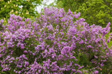 Beautiful ornamental shrub Lilac - Syringa vulgaris - blue-violet flowers with green leaves.