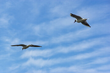 Seagulls against the sky
