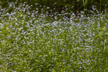 Tiny blue forget-me-not flower growing in the green grass in the forest. Nice bokeh.