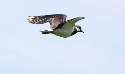 A stunning animal portrait of a Lapwing bird in flight