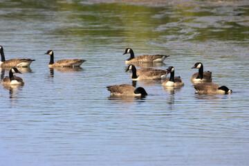 A beautiful animal portrait of a Canadian Goose on a lake