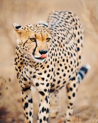 cheetah looking for prey 
