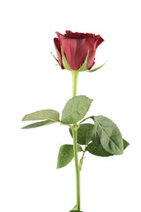 Rosa roja sobre fondo blanco