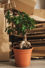 Stack of Cardboard Waste and Ficus potted plant at home. Concepts of Paper Recycling and Waste Sorting and Saving Trees
