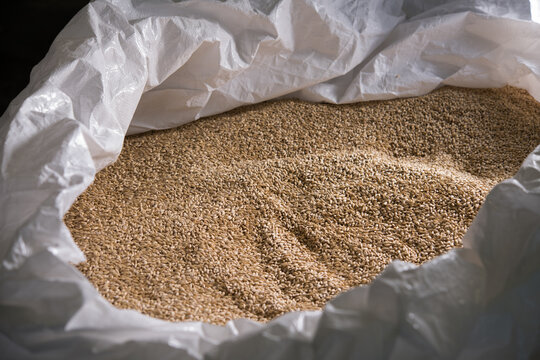 Malt grains at a brewery