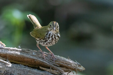 ovenbird (Seiurus aurocapilla) in spring