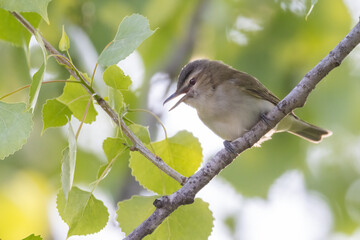  red-eyed vireo (Vireo olivaceus) singing in spring