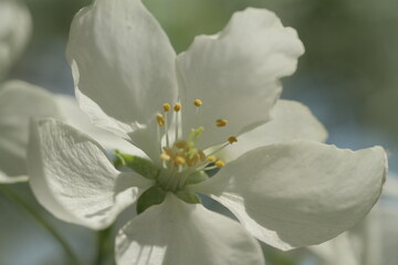 white flower
