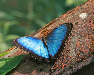 Obraz premium butterfly on log