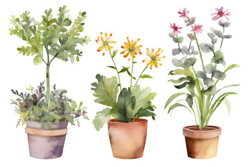 Obraz premium Watercolor of minimal Flowers Houseplant blooming isolated on clear png background, elements natural botanical, leaves, flowers and herbs, set of tree plant collection, with Generative Ai.