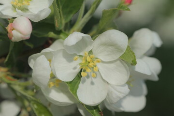 Fototapeta na wymiar white flowers