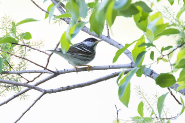  blackpoll warbler (Setophaga striata) in spring