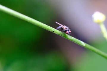 Fliege