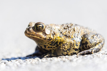 American toad (Anaxyrus americanus) in spring