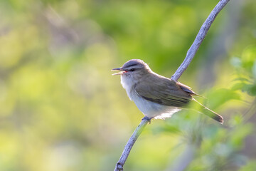  red-eyed vireo (Vireo olivaceus) singing in spring