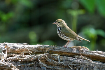 ovenbird (Seiurus aurocapilla) in spring