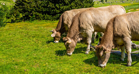 Three cows together diagonally grazing freely in a sunny green meadow in summer in the mountains of the Aragonese Pyrenees