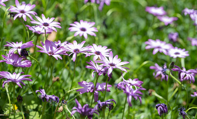 osteospermum flowers