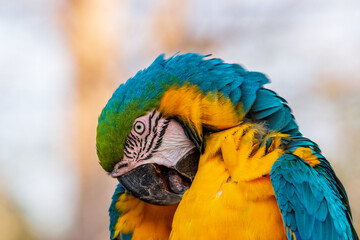 The head of a colorful parrot often showcases a combination of bold colors, with shades of red, orange, or yellow dominating its crown. Its beak, usually curved and strong, can be a striking contrast 
