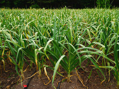 Field of organically grown garlic