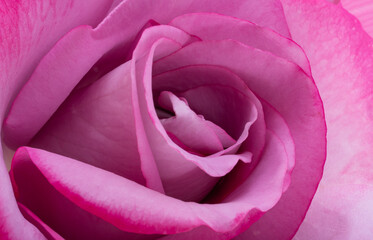 Fototapeta premium a beautiful pink rose close up