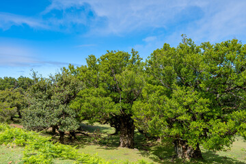 Fototapeta premium laurel trees on Madeira island on a sunny day