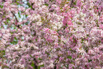 spring background of blooming pink apple tree
