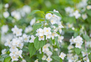 jasmine flower in a flower bed in spring