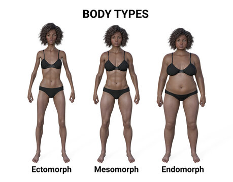A 3D illustration of a female body showcasing three different body types - ectomorph, mesomorph, and endomorph