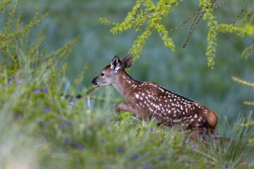 piccolo di cervo, bambi, nell'erba alta