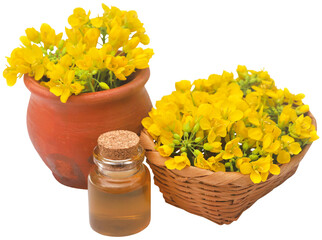 Mustard flowers with oil
